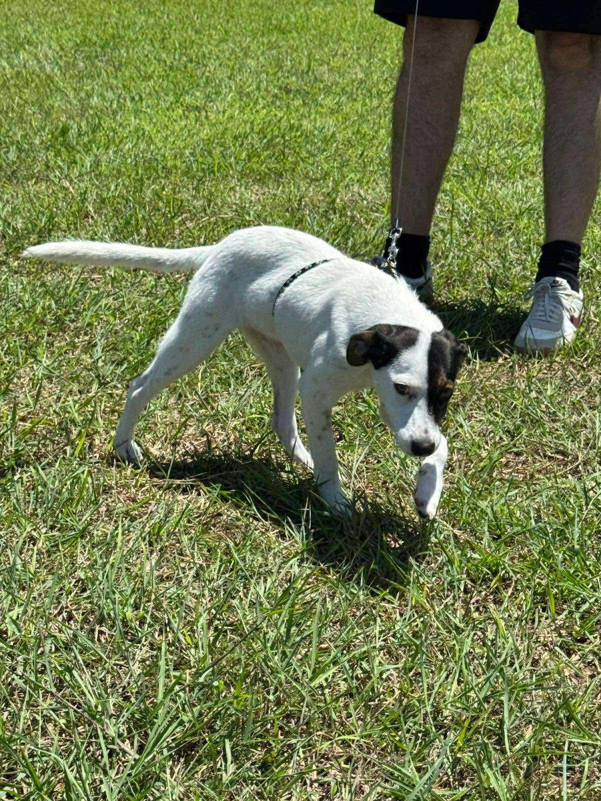 Fion, a Adopted mixed breed in Toronto, ON image 3/6