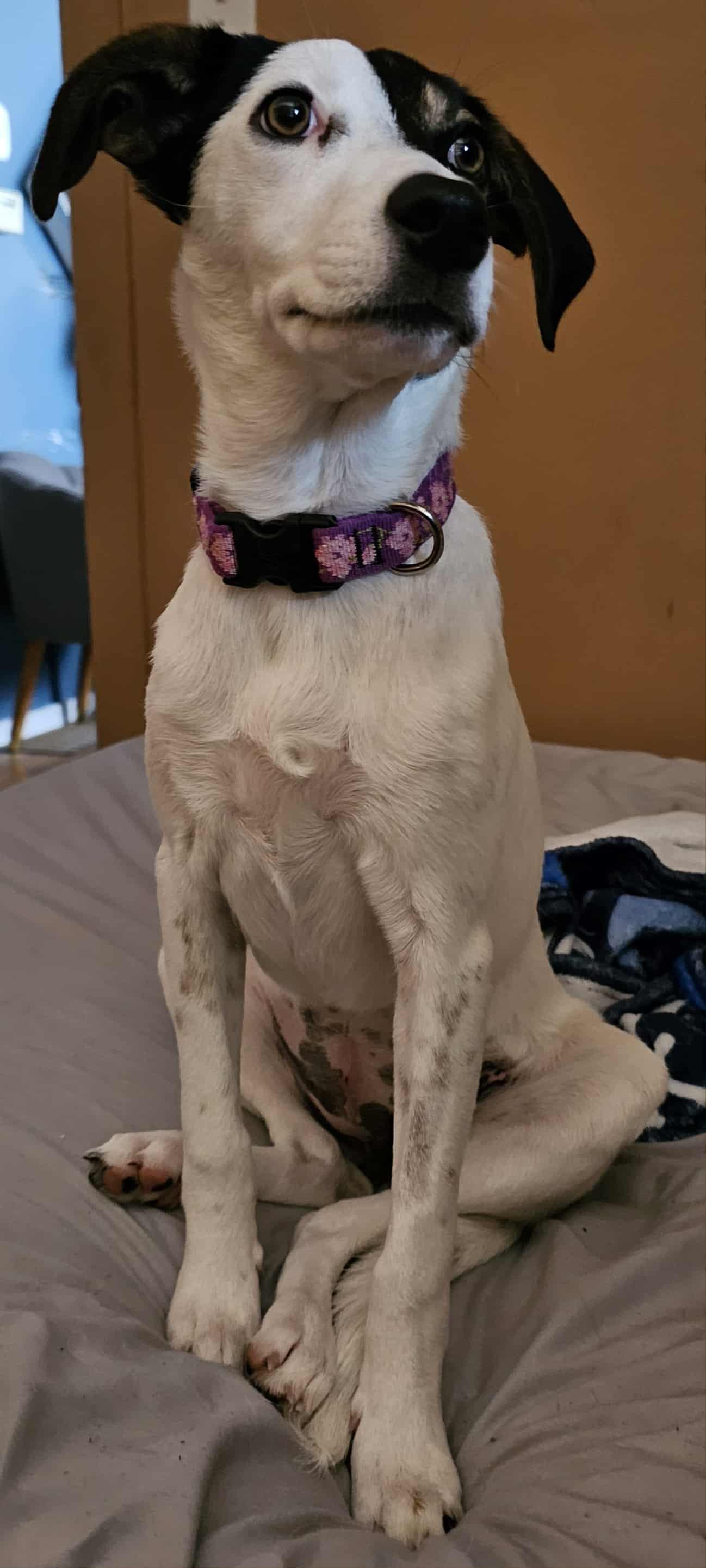 Fion, Adopted, Young Female Jack Russell Terrier.