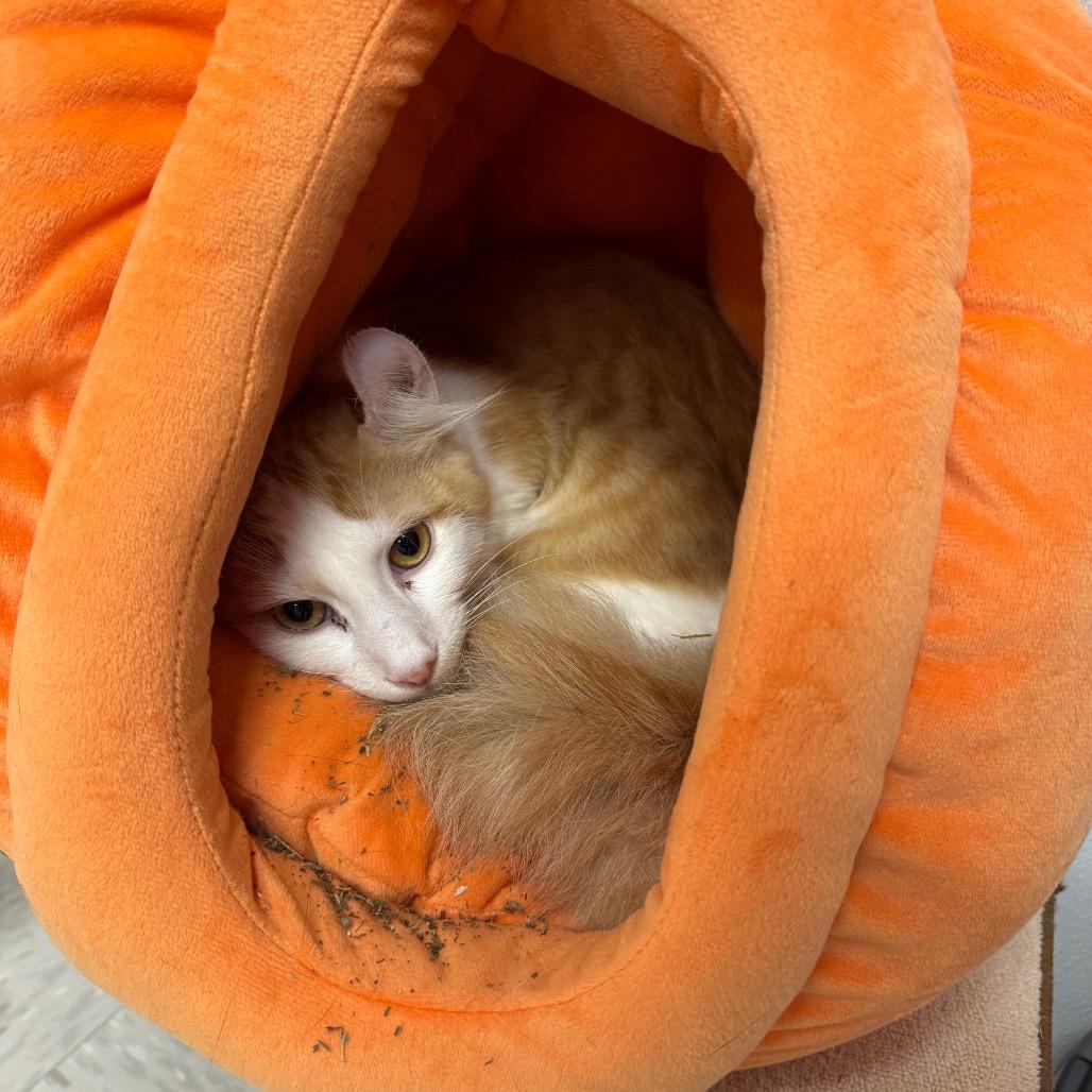Enlarge Jack O'Lantern, a Adoptable mixed breed in Binghamton, NY image 1/1