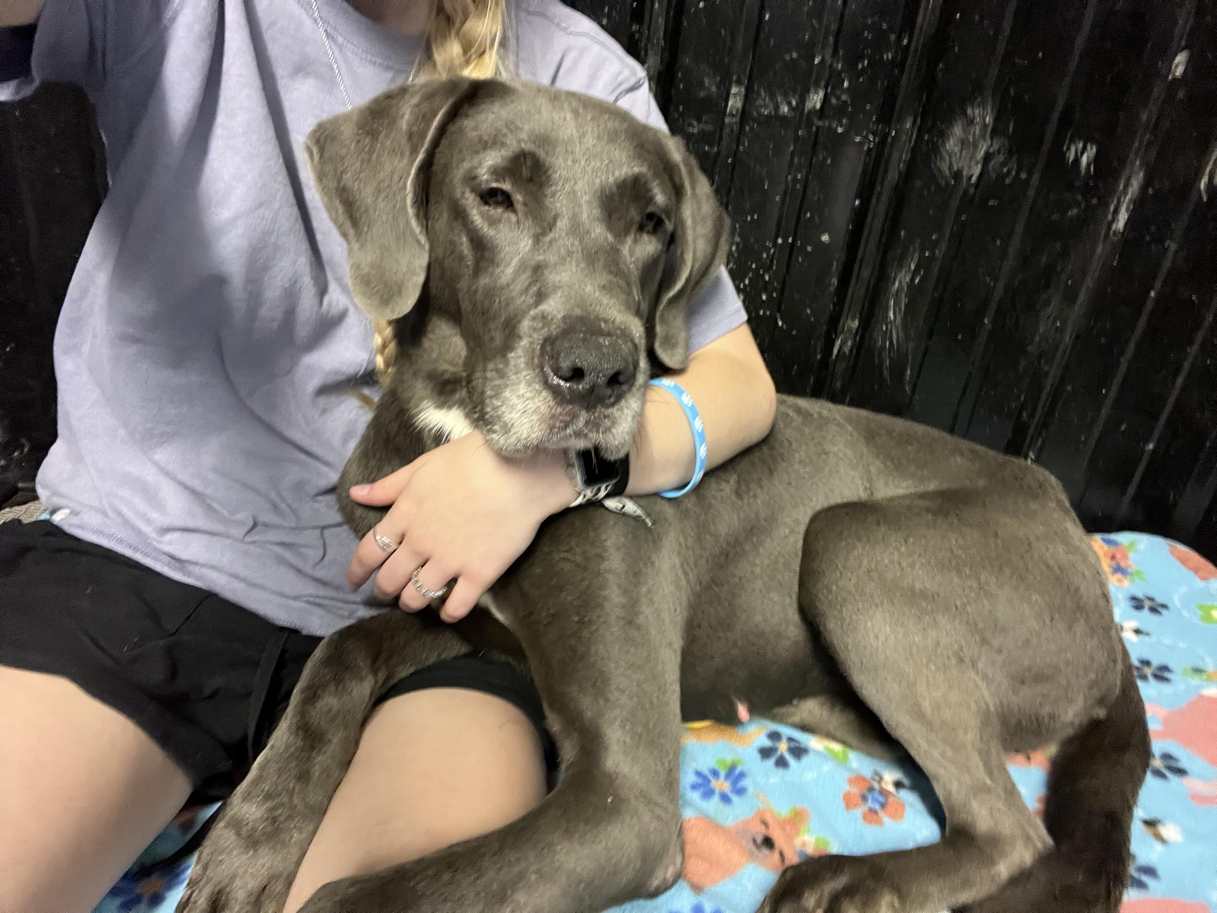 Enlarge Sora, a Adopted mixed breed in Jeffersonville, IN image 1/3