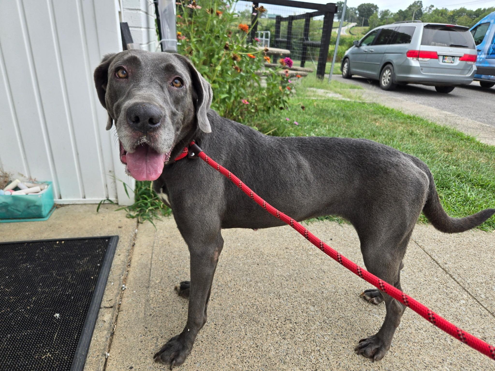Enlarge Sora, a Adopted mixed breed in Jeffersonville, IN image 2/3