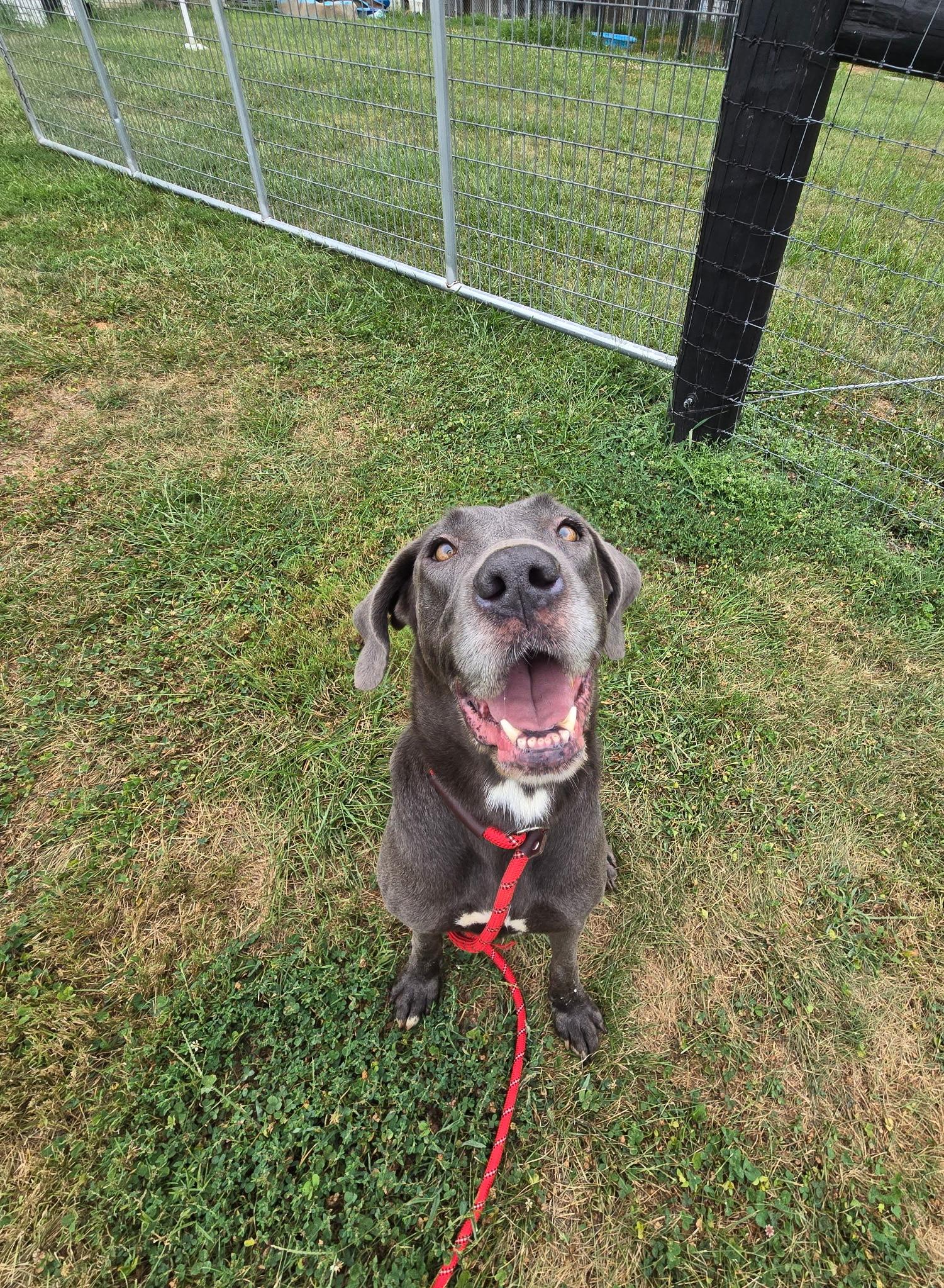 Enlarge Sora, a Adopted mixed breed in Jeffersonville, IN image 3/3