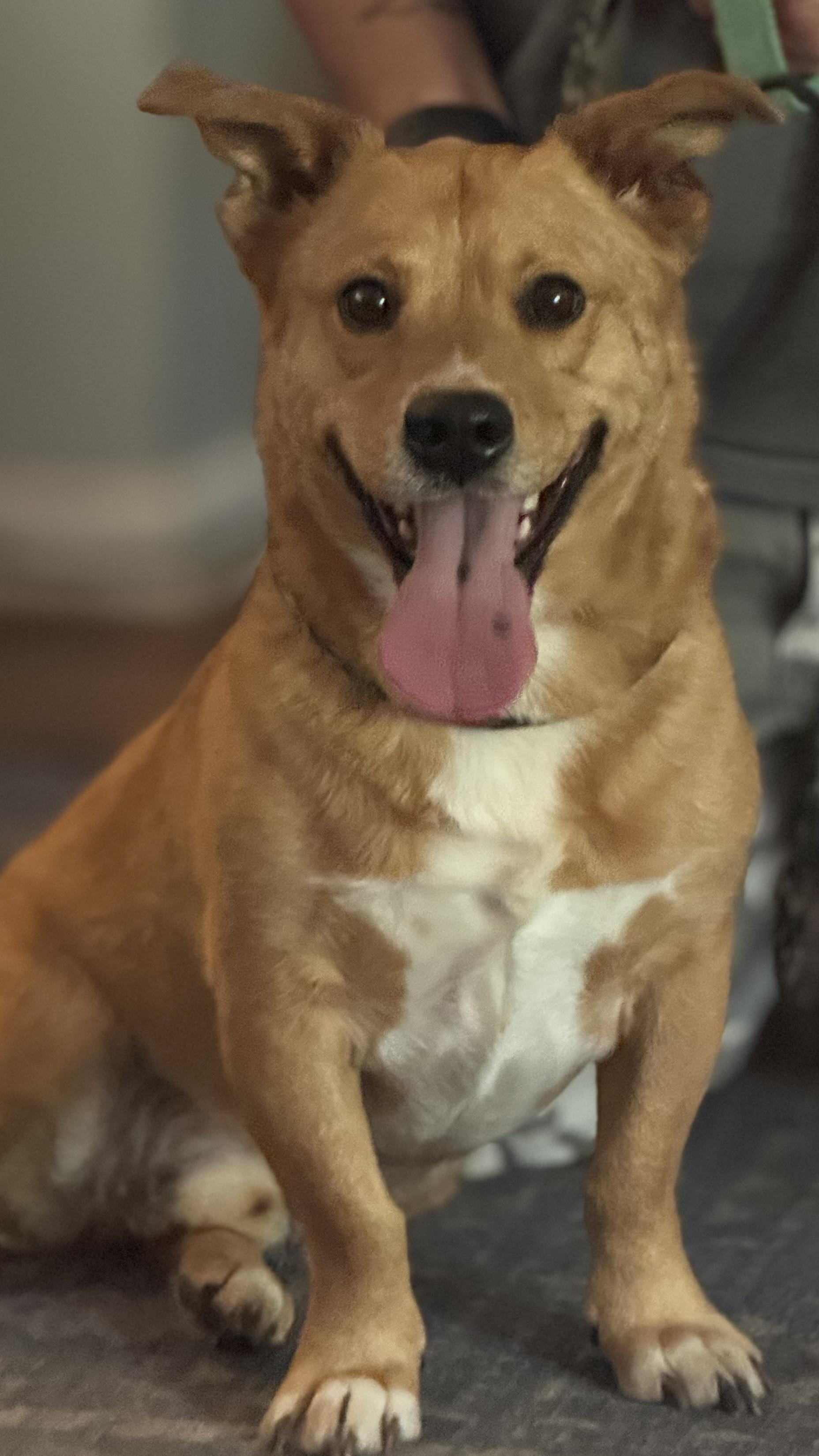 Enlarge Rocky, a Adoptable mixed breed in Woodlawn, TN image 1/5