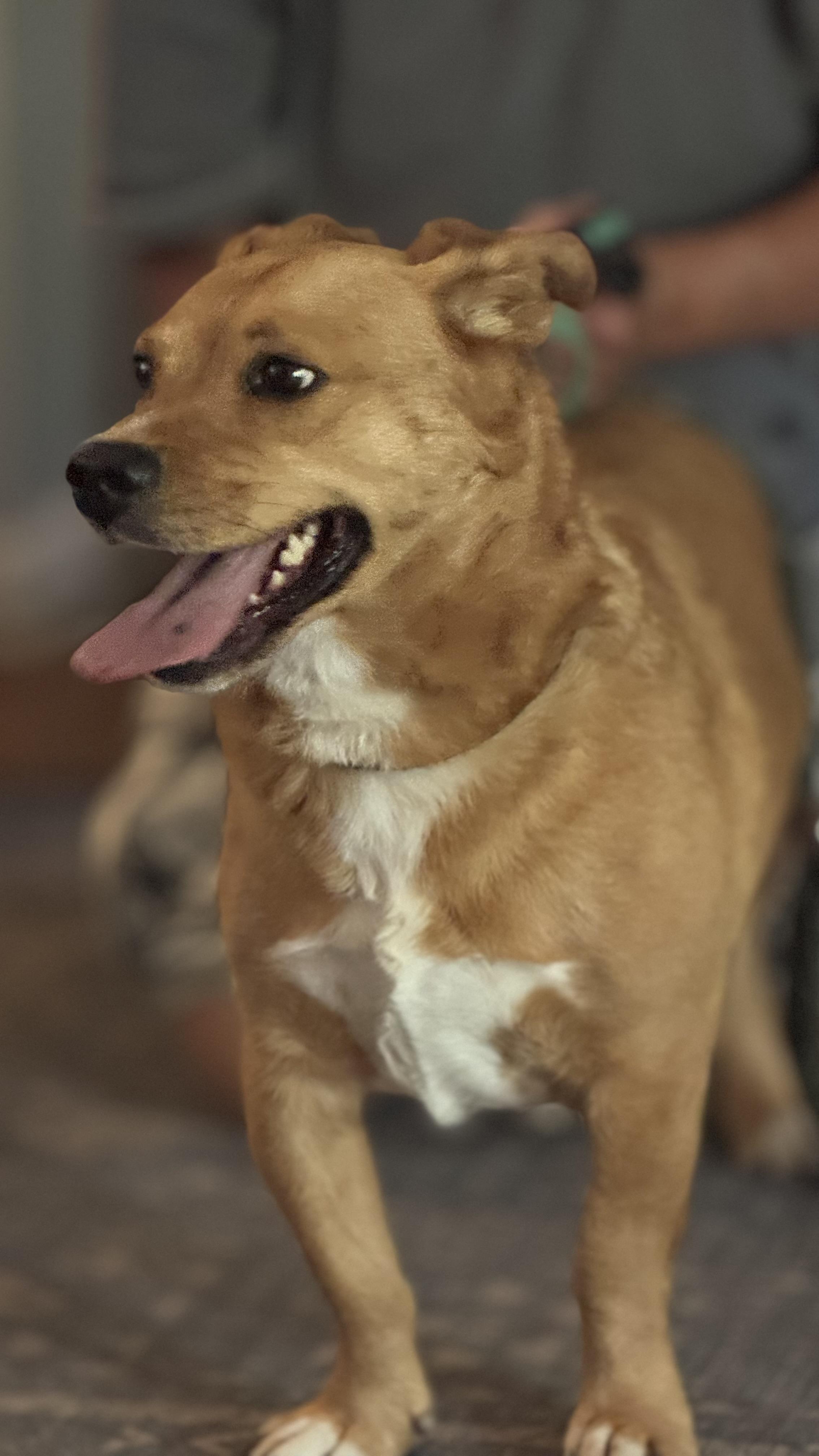 Enlarge Rocky, a Adoptable mixed breed in Woodlawn, TN image 3/5