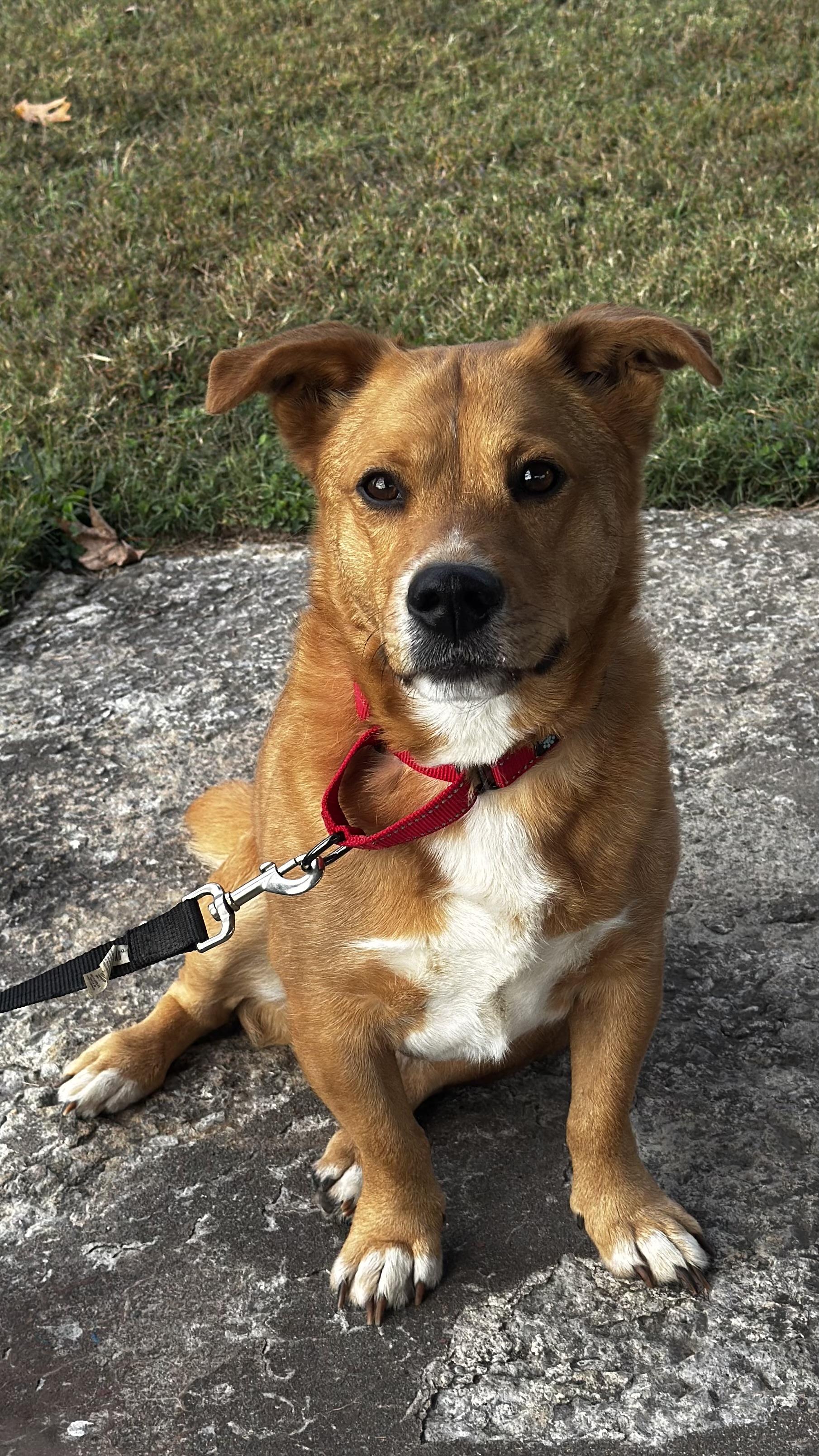 Enlarge Rocky, a Adoptable mixed breed in Woodlawn, TN image 1/6