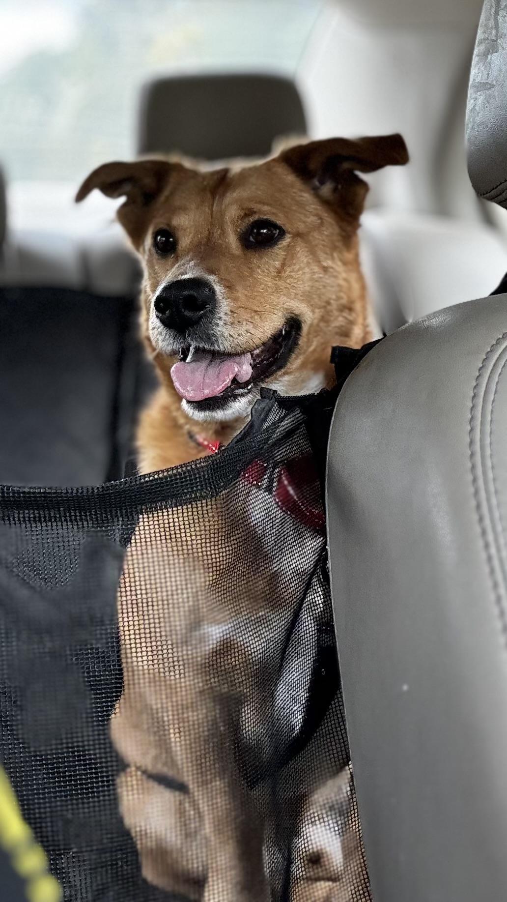 Enlarge Rocky, a Adoptable mixed breed in Woodlawn, TN image 5/6