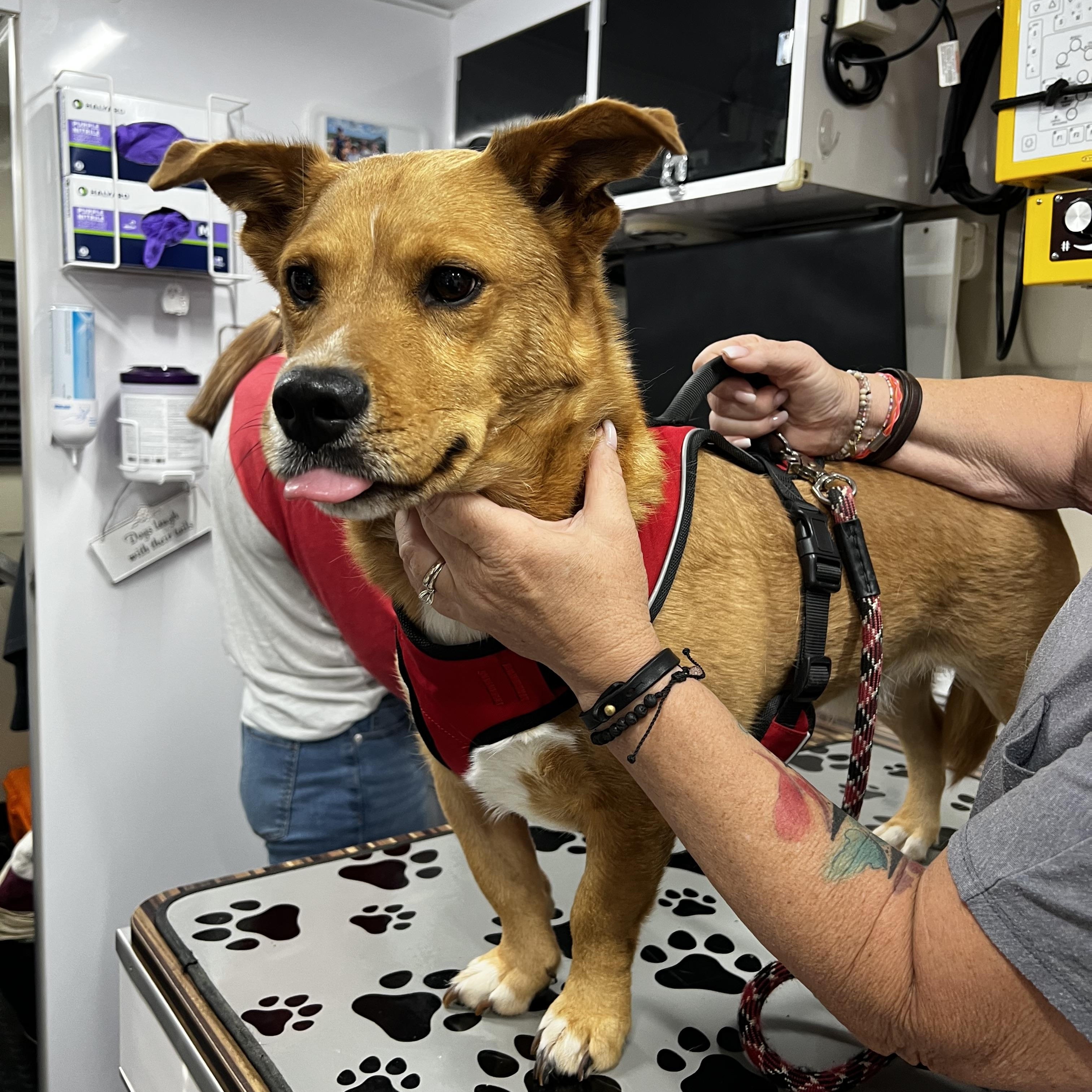 Enlarge Rocky, a Adoptable mixed breed in Woodlawn, TN image 5/5
