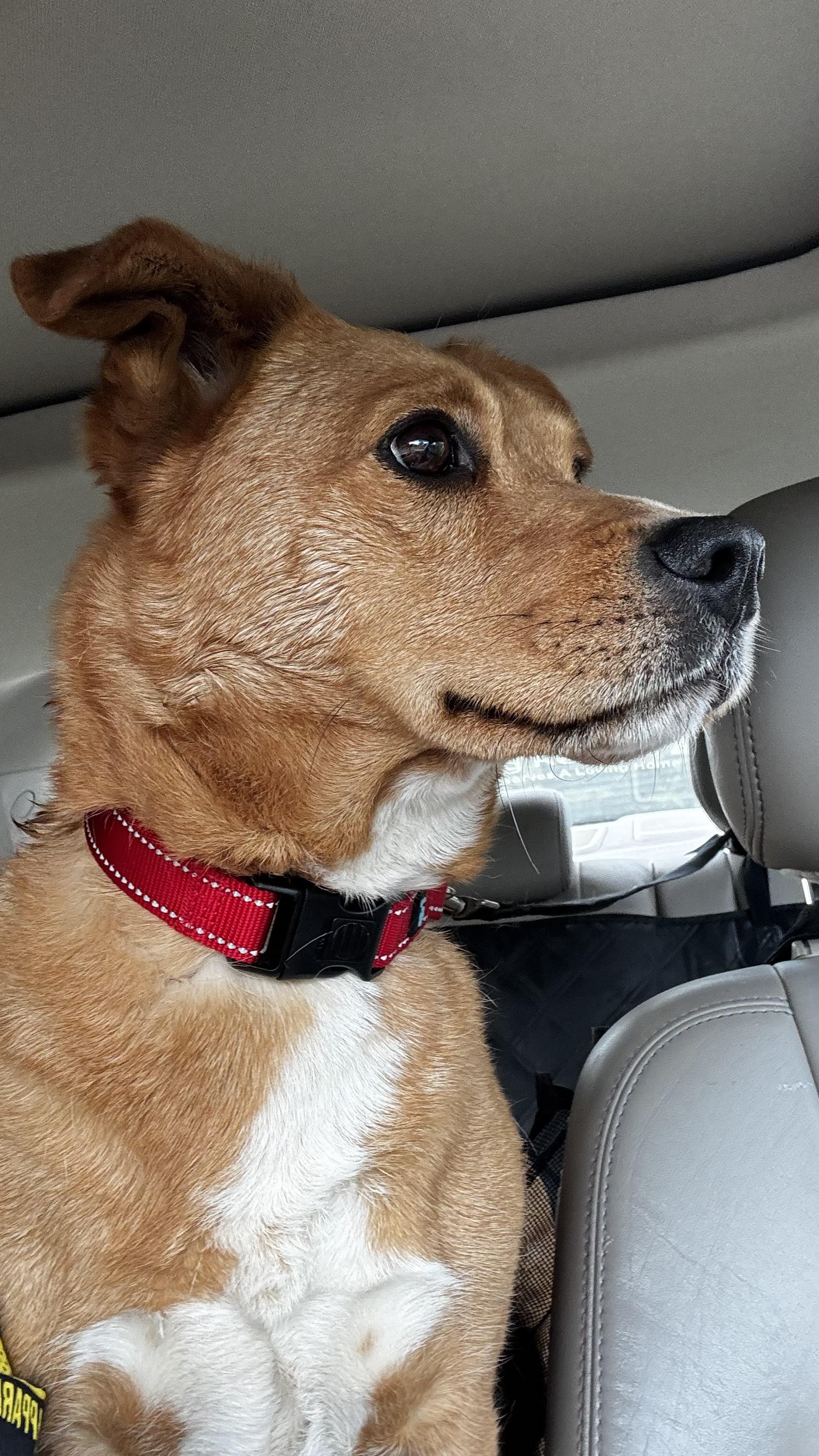 Enlarge Rocky, a Adoptable mixed breed in Woodlawn, TN image 2/6