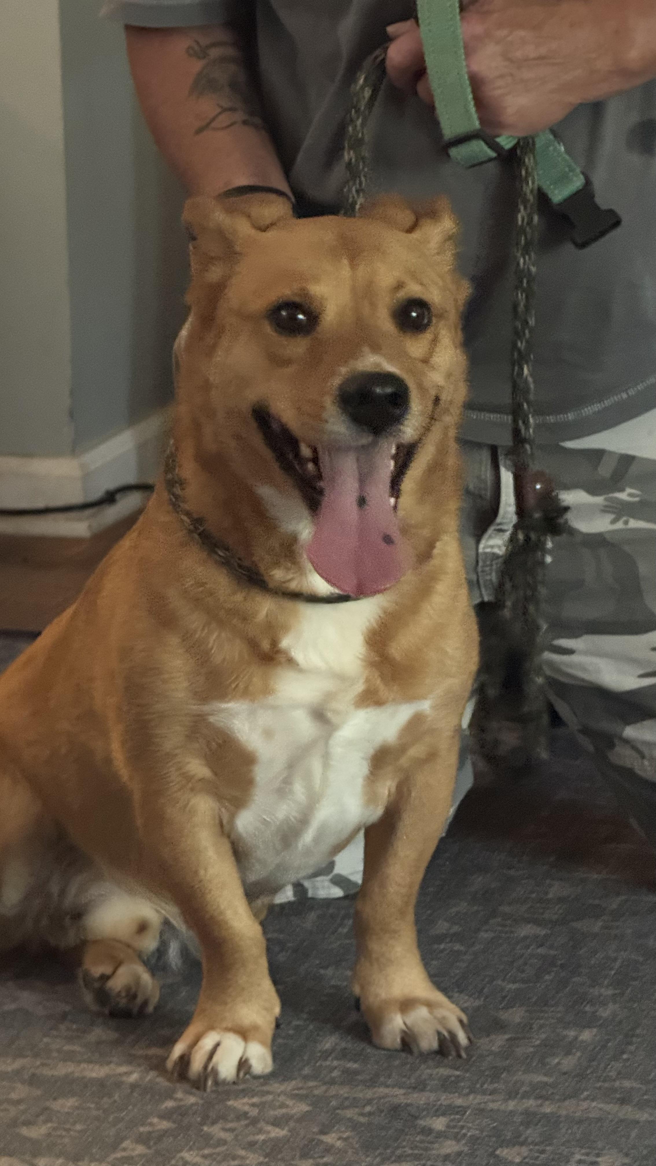 Enlarge Rocky, a Adoptable mixed breed in Woodlawn, TN image 2/5