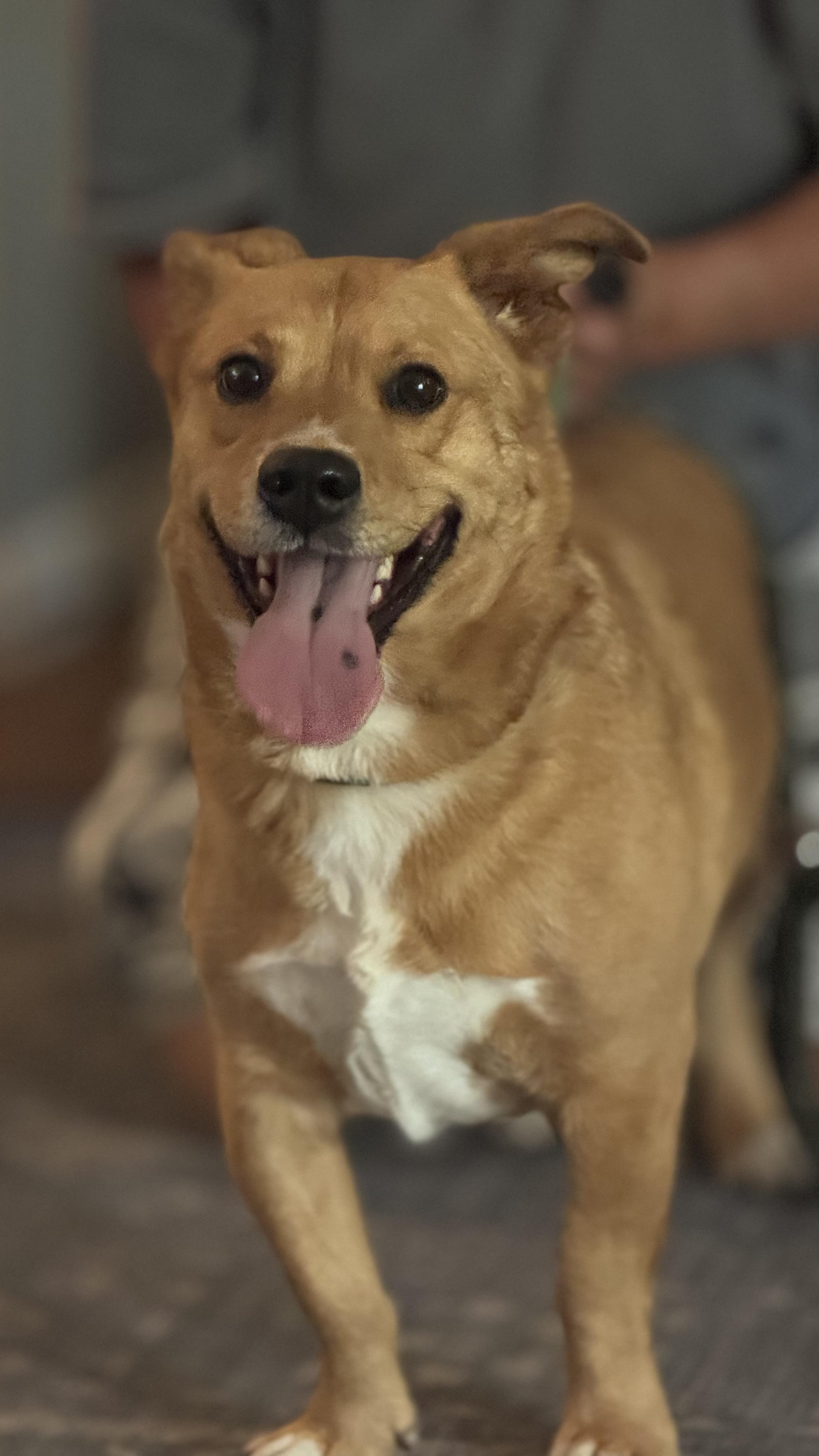 Enlarge Rocky, a Adoptable mixed breed in Woodlawn, TN image 4/5