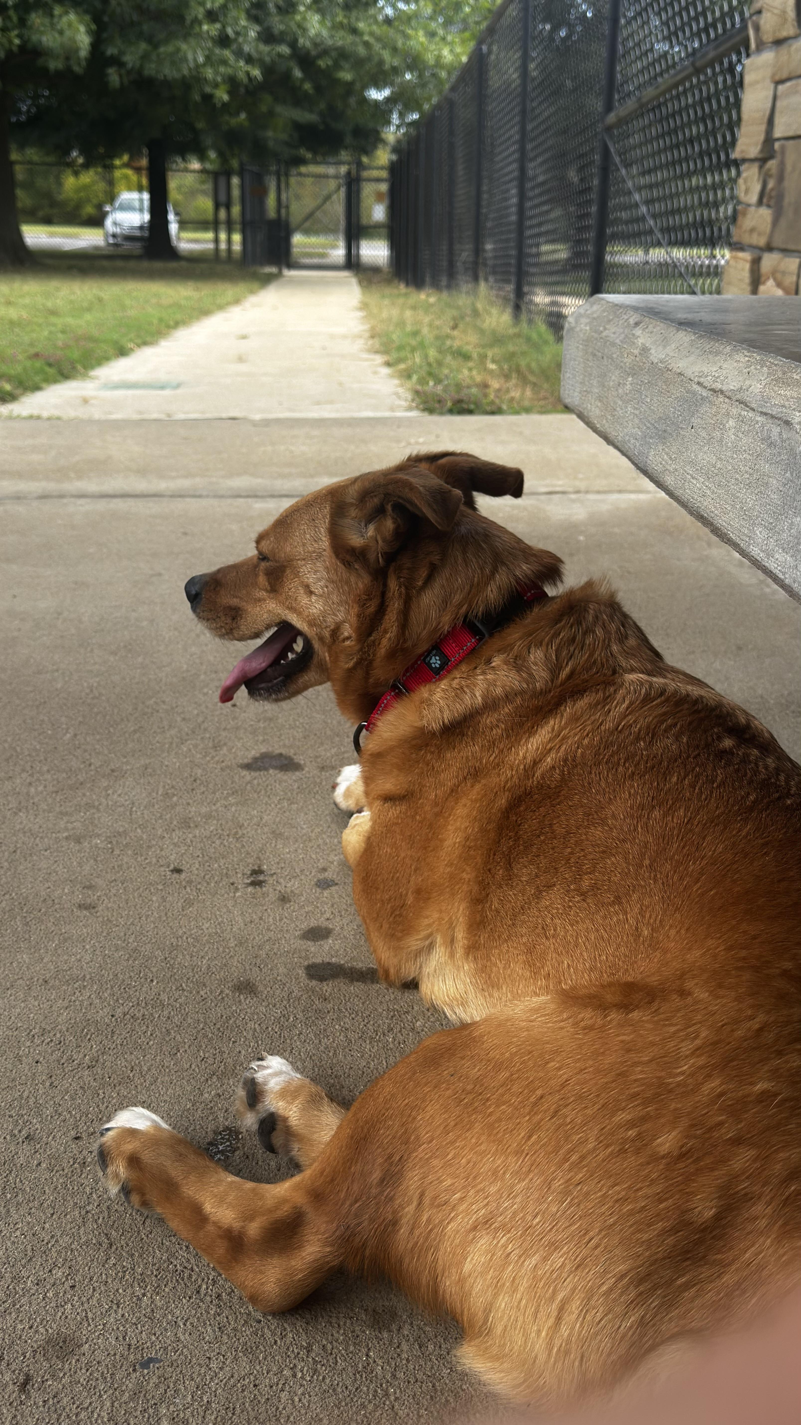 Enlarge Rocky, a Adoptable mixed breed in Woodlawn, TN image 6/6