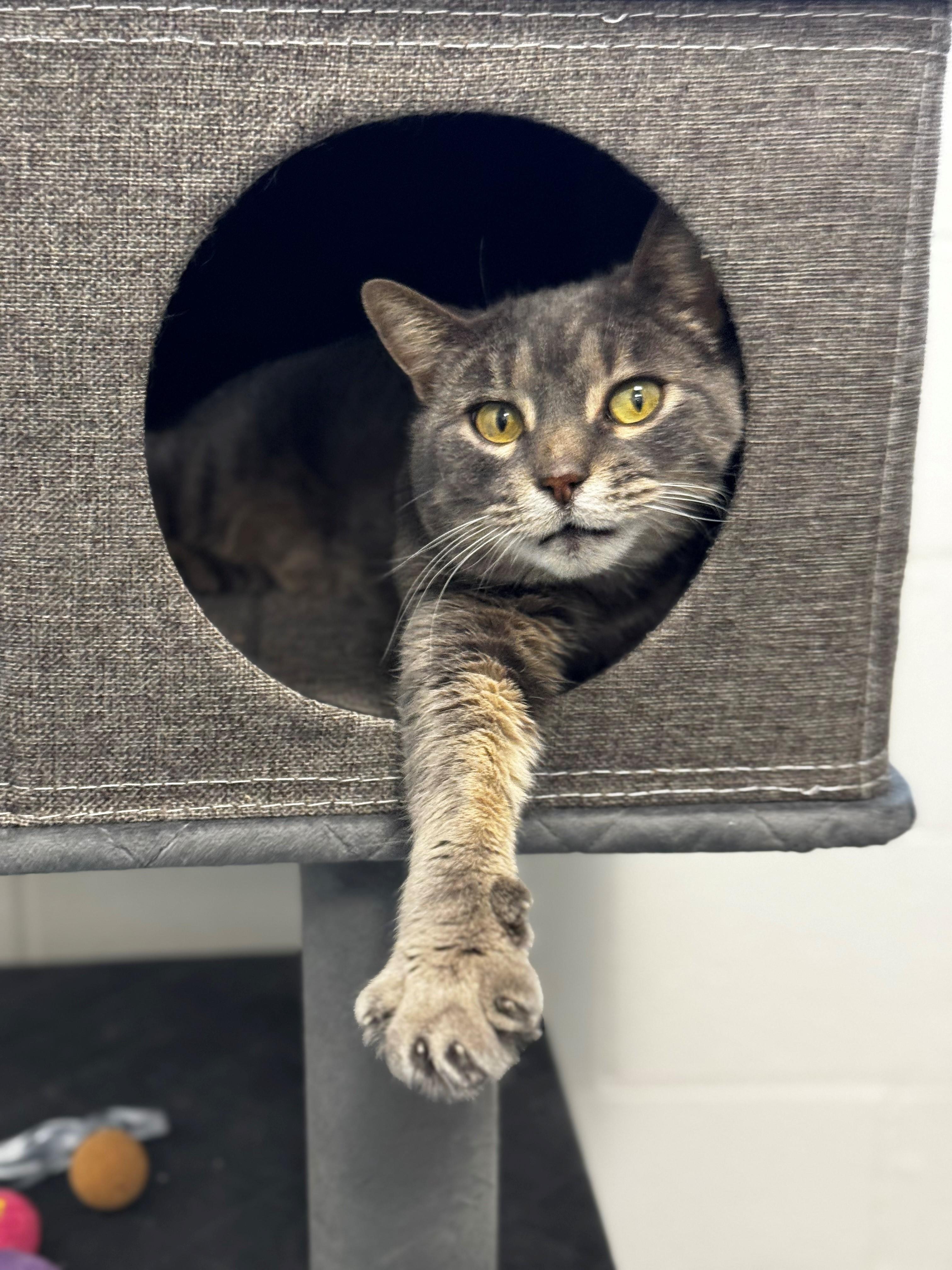 Enlarge Blu, a Adoptable Domestic Short Hair in New Westminster, BC image 1/1