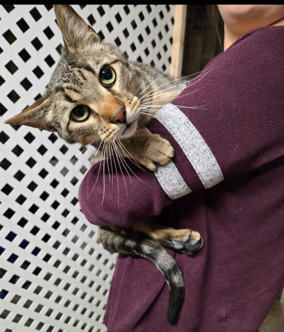 GUS, Adoptable, Adult Male Tabby.