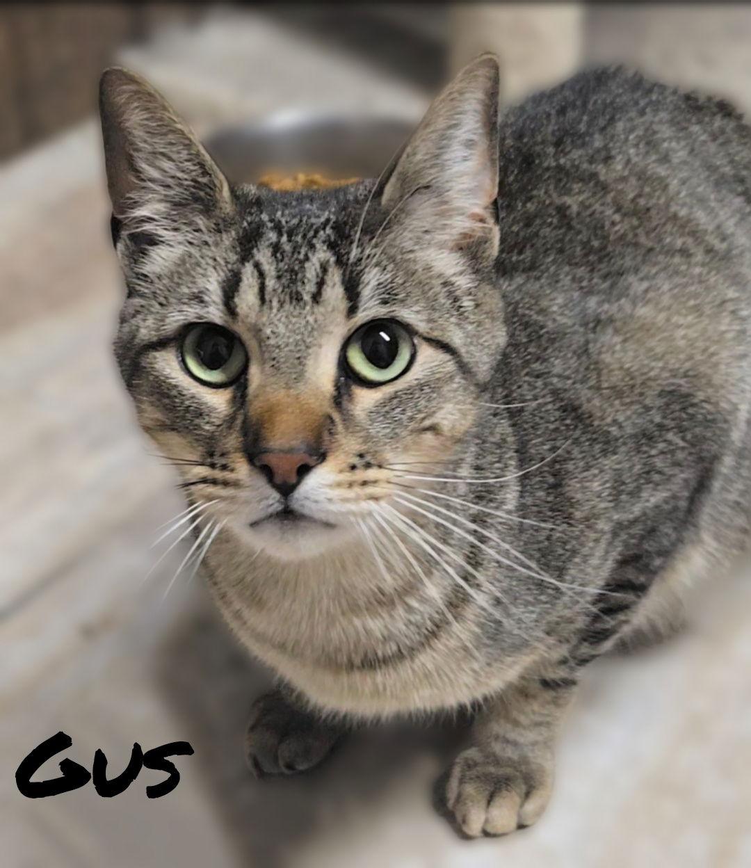 Enlarge GUS, a Adoptable Tabby in Elgin, IL image 1/3