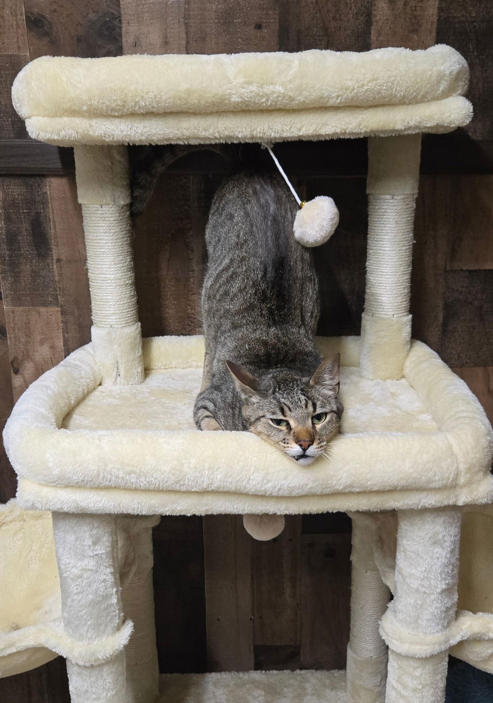 Enlarge GUS, a Adoptable Tabby in Elgin, IL image 2/3