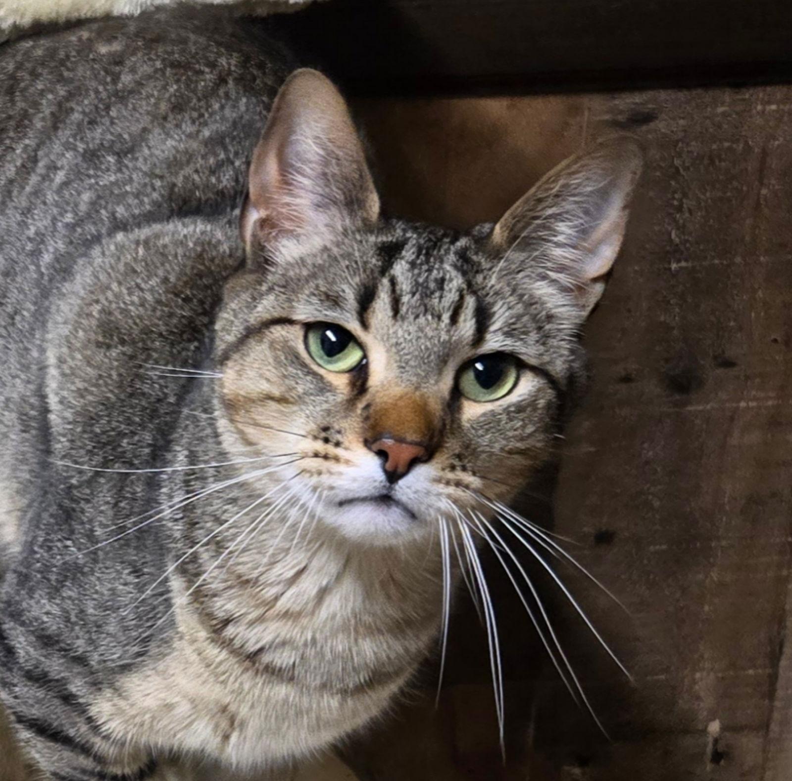 Enlarge GUS, a Adoptable Tabby in Elgin, IL image 3/3