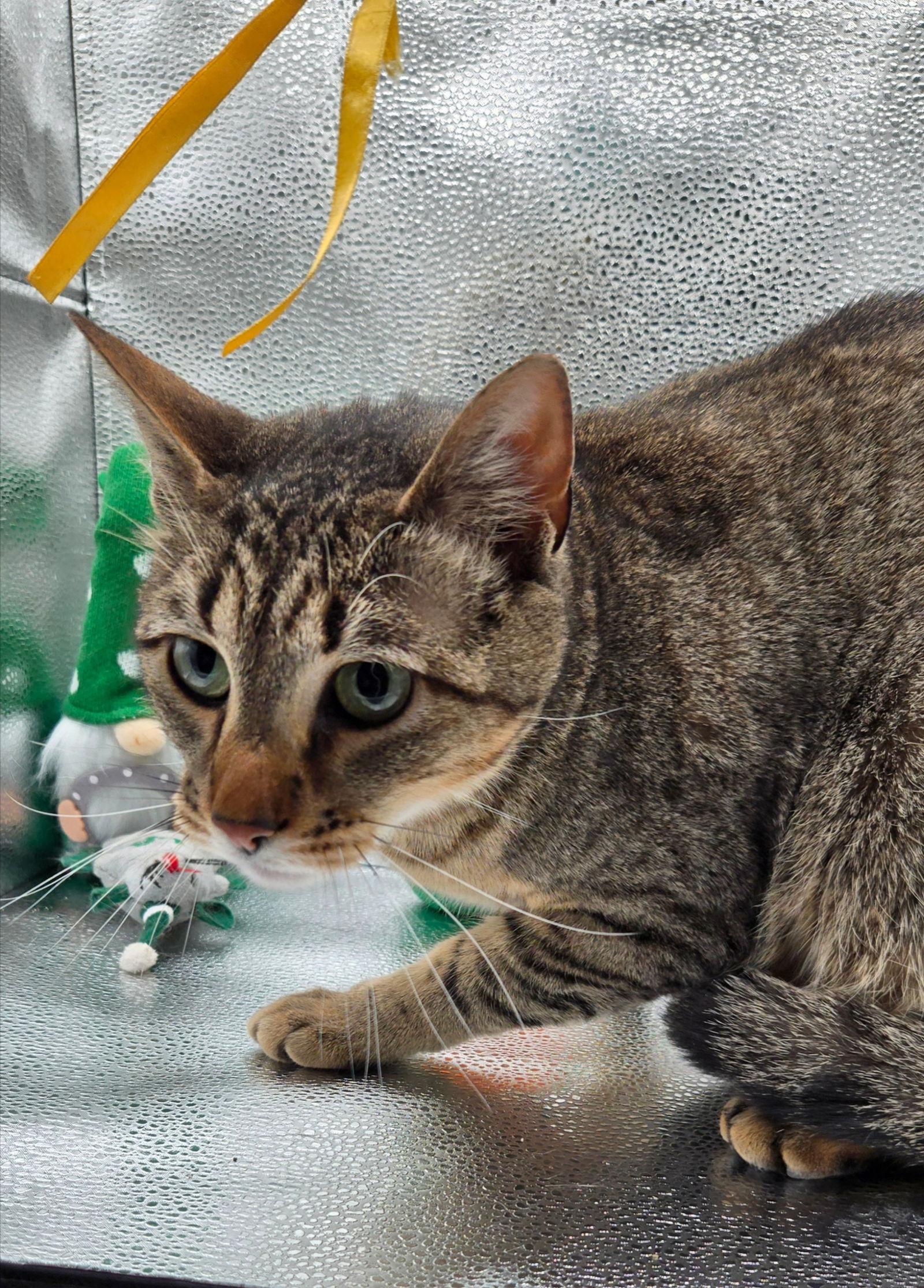 Enlarge GUS, a Adoptable Tabby in Elgin, IL image 3/3