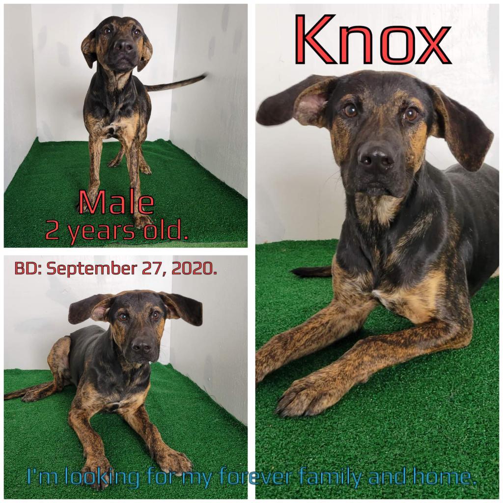 Knox