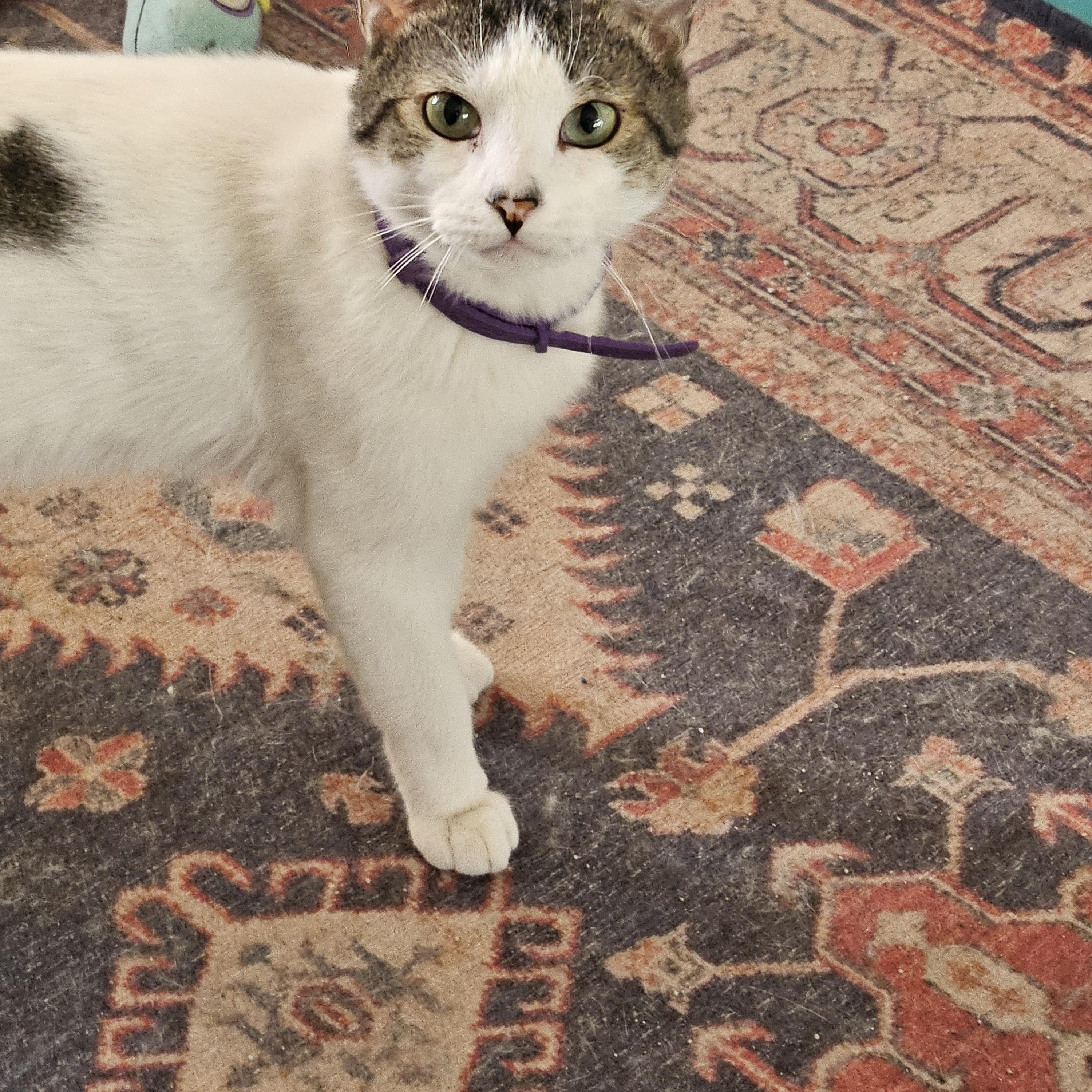 Enlarge Andy, a Adoptable Domestic Short Hair in Alpine, TX image 1/2