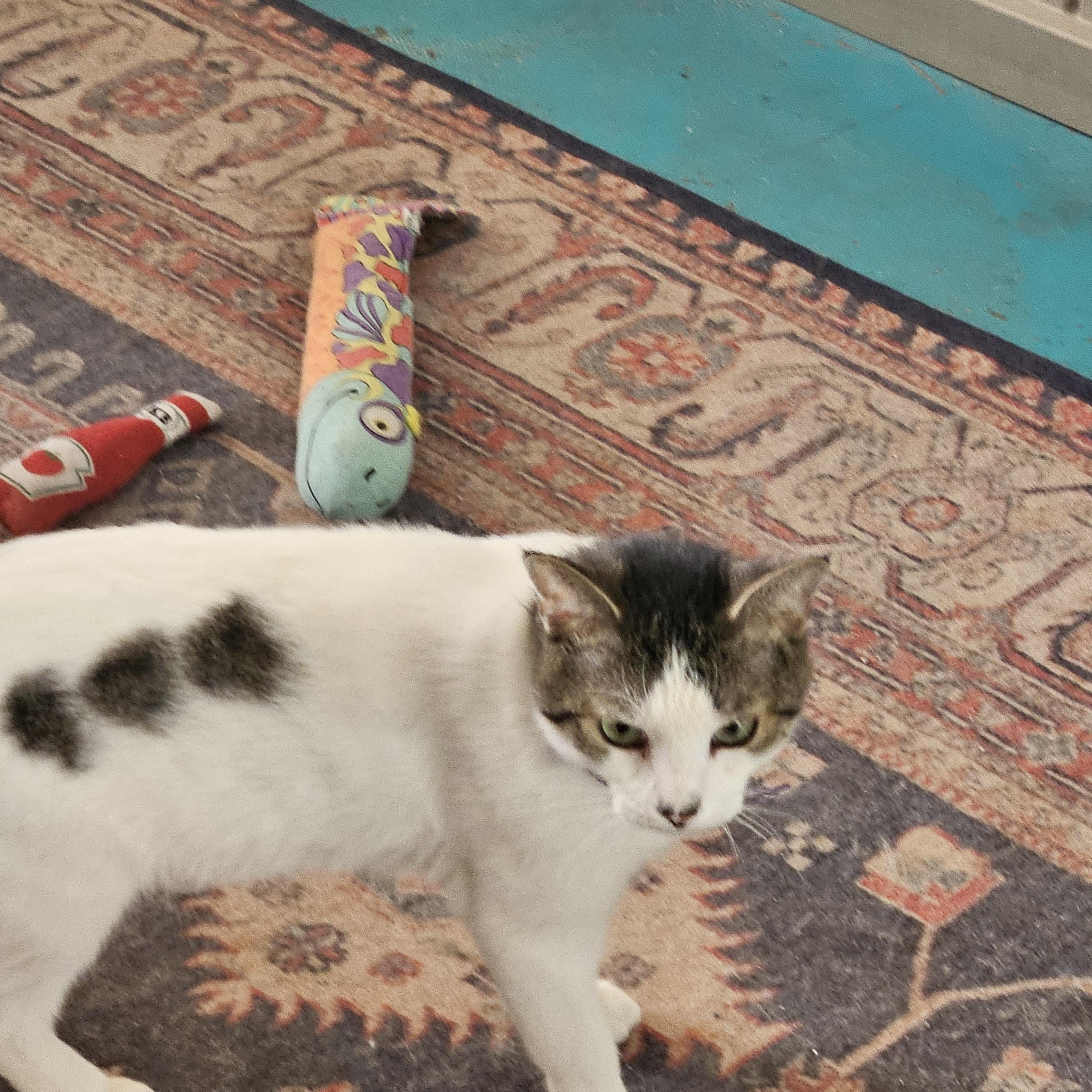 Enlarge Andy, a Adoptable Domestic Short Hair in Alpine, TX image 2/2