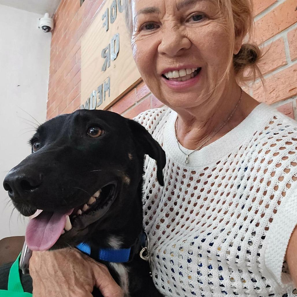 Chico, Adoptable, Adult Male Mixed Breed.