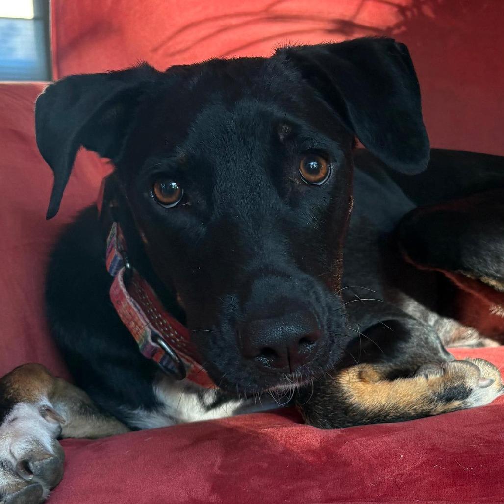 Chico, a Adoptable Mixed Breed in Bend, OR image 2/6