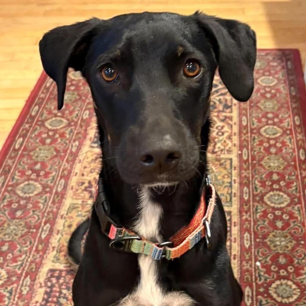 Chico, a Adoptable Mixed Breed in Bend, OR image 4/6