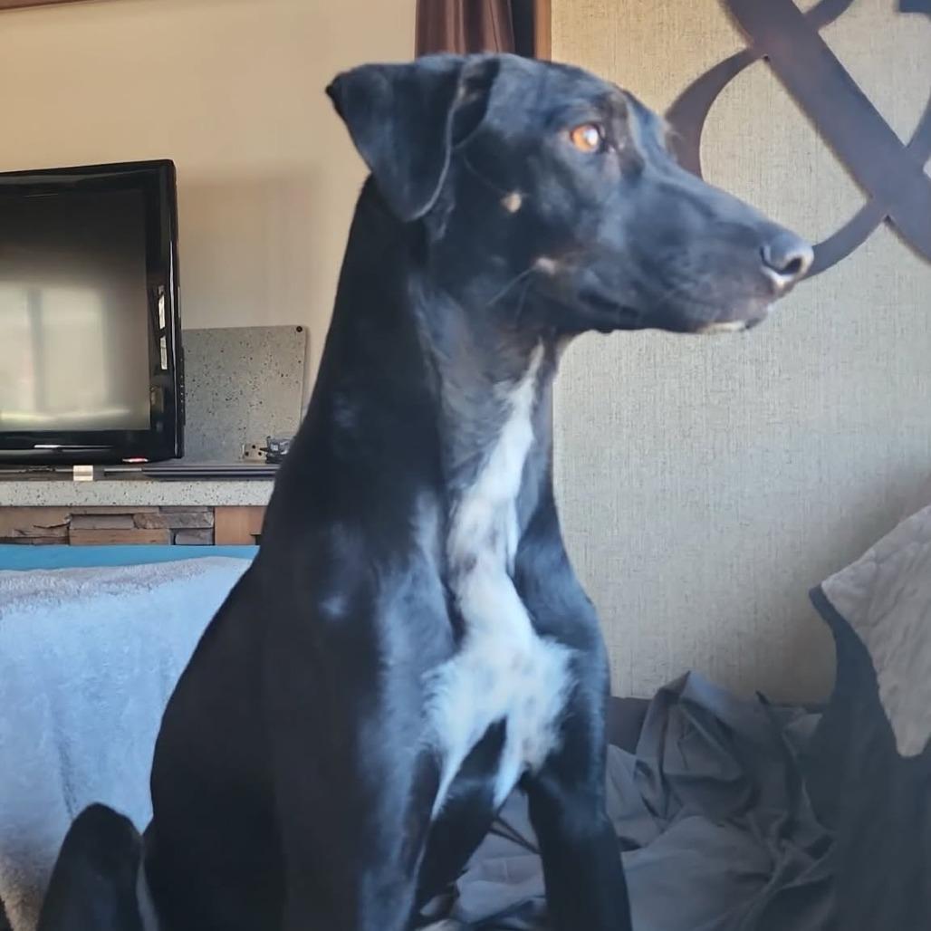 Chico, a Adoptable Mixed Breed in Bend, OR image 5/6