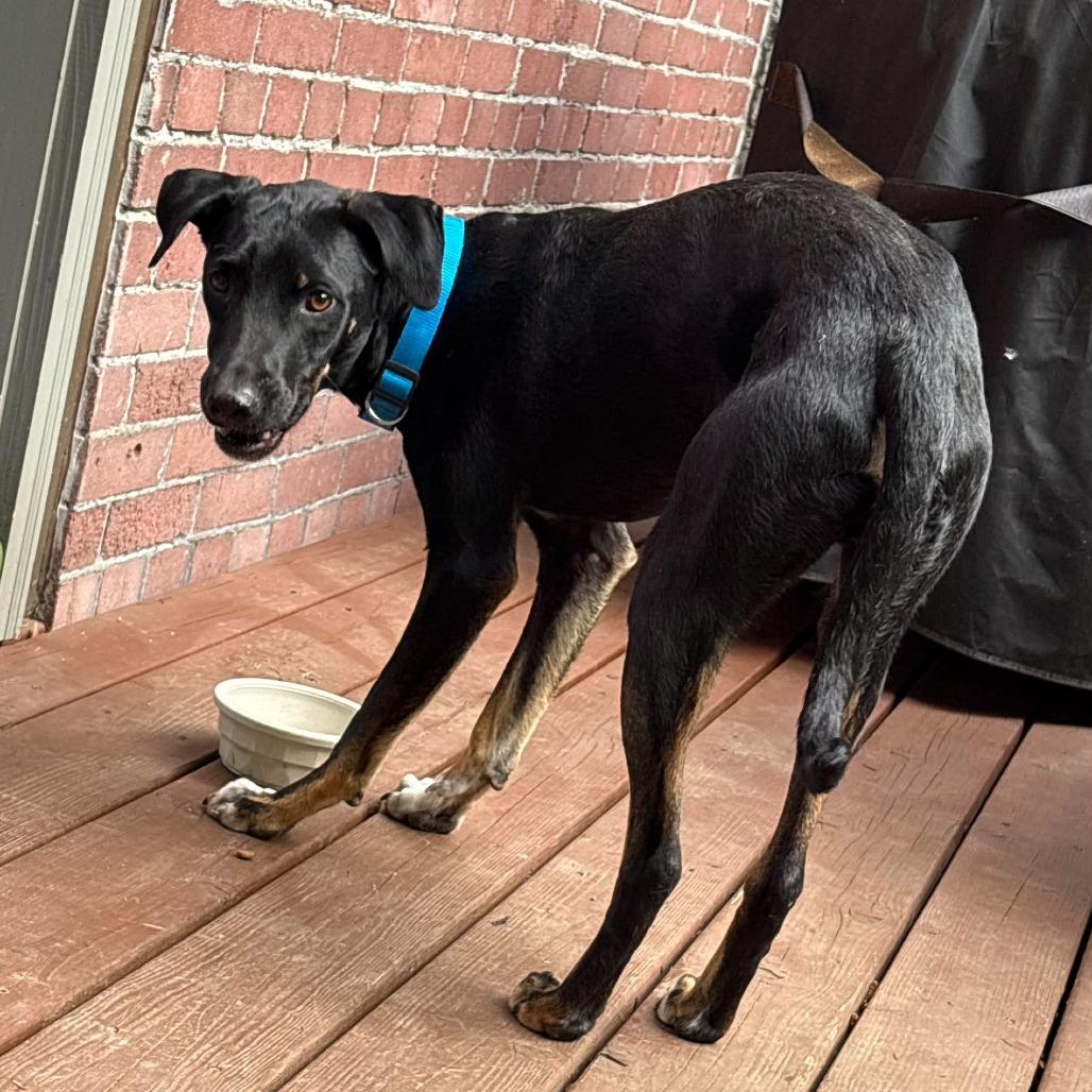Chico, a Adoptable Mixed Breed in Bend, OR image 6/6