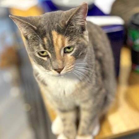 Austin Barrera — thumbnail 5