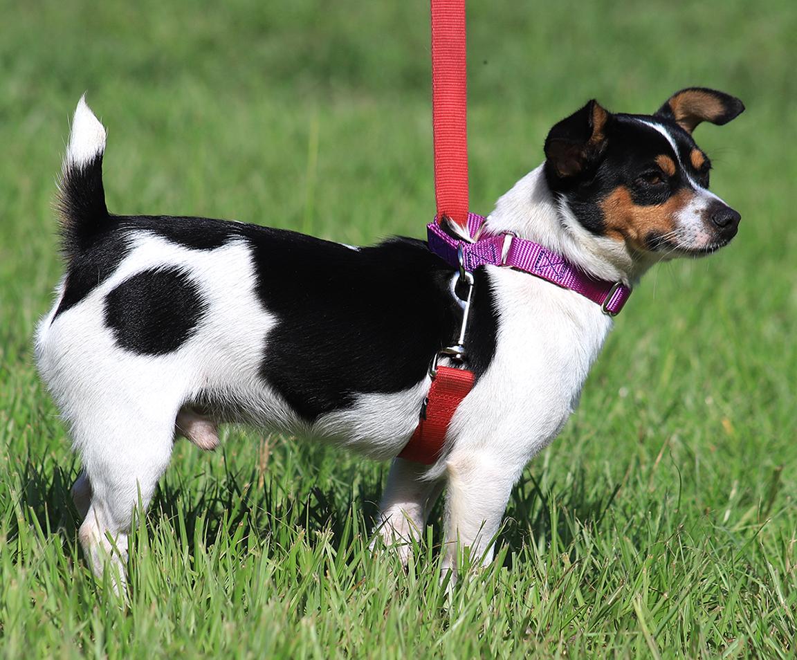 Scamp photo 5