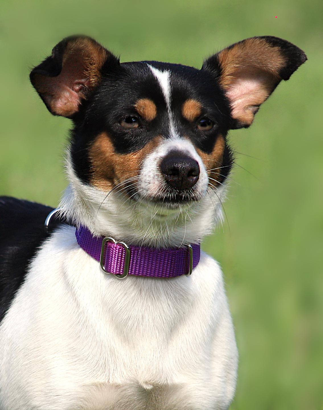 Scamp photo 1