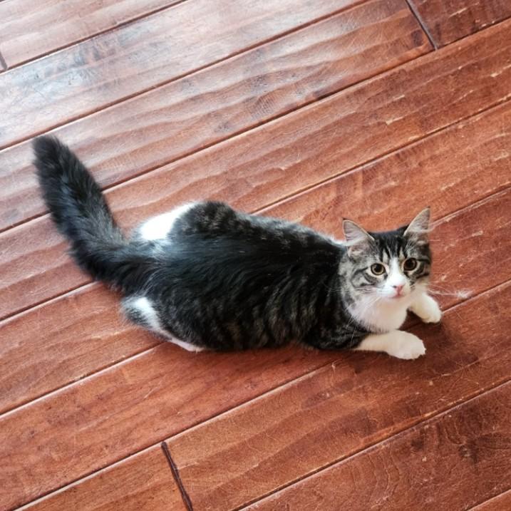 Enlarge Dragonfly, a Adoptable Domestic Medium Hair in Allen, TX image 4/5