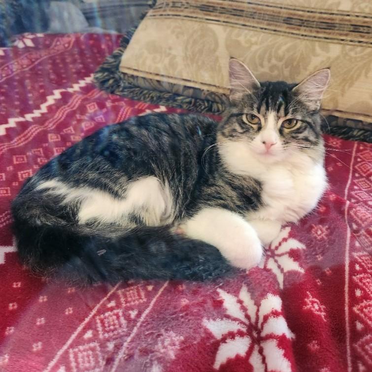 Enlarge Dragonfly, a Adoptable Domestic Medium Hair in Allen, TX image 3/5