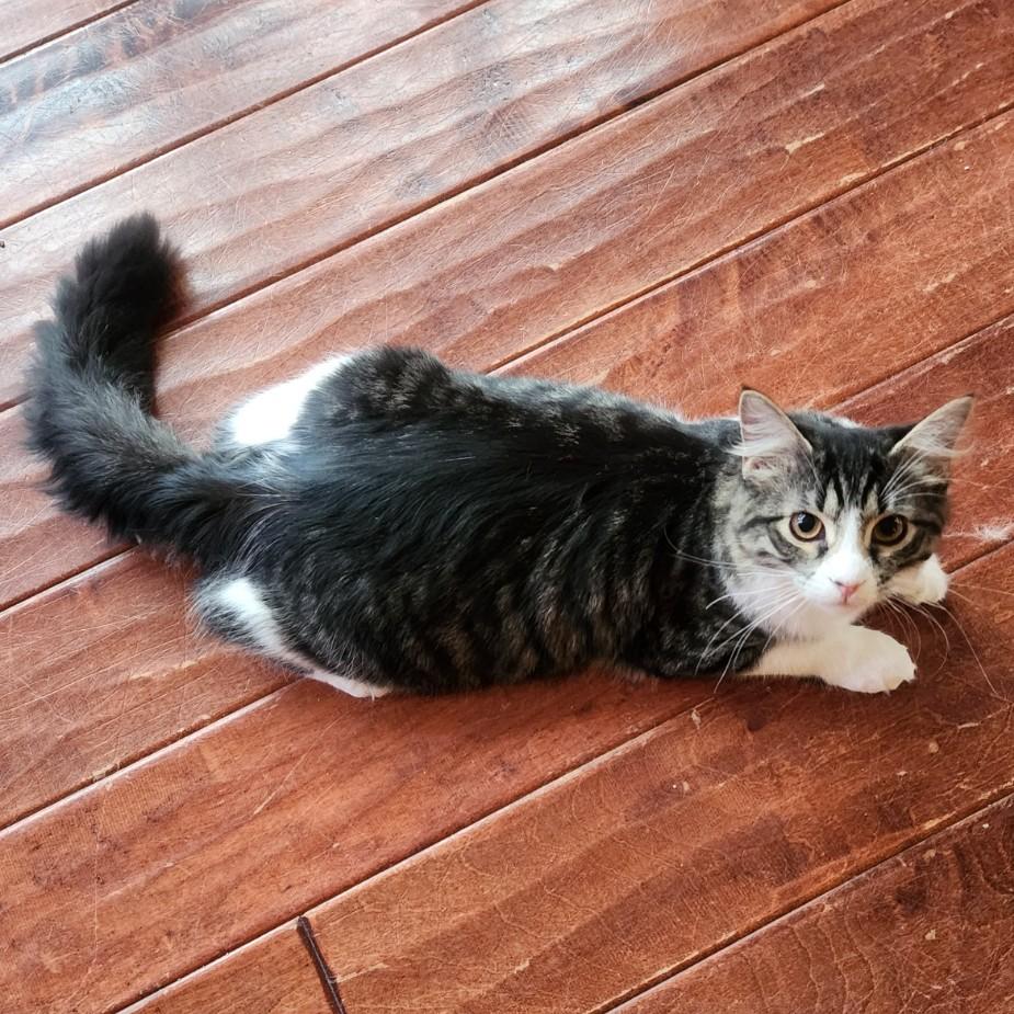 Enlarge Dragonfly, a Adoptable Domestic Medium Hair in Allen, TX image 5/5