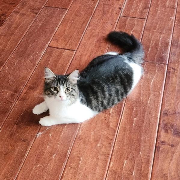 Enlarge Dragonfly, a Adoptable Domestic Medium Hair in Allen, TX image 1/5