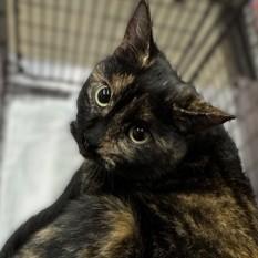 Clarabelle @ Coffee and the Cats