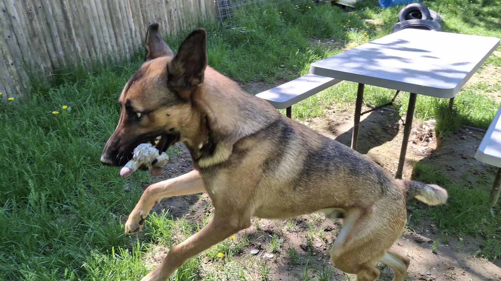 TOBY - $250, Adopted, Young Male German Shepherd Dog.