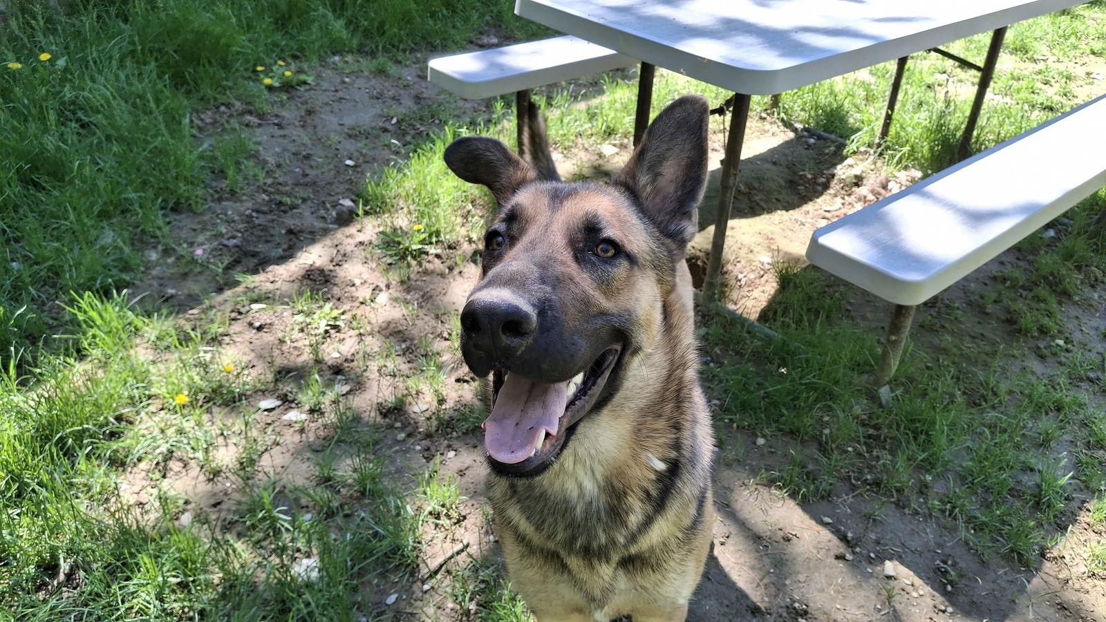 TOBY - $250, Adopted, Young Male German Shepherd Dog.