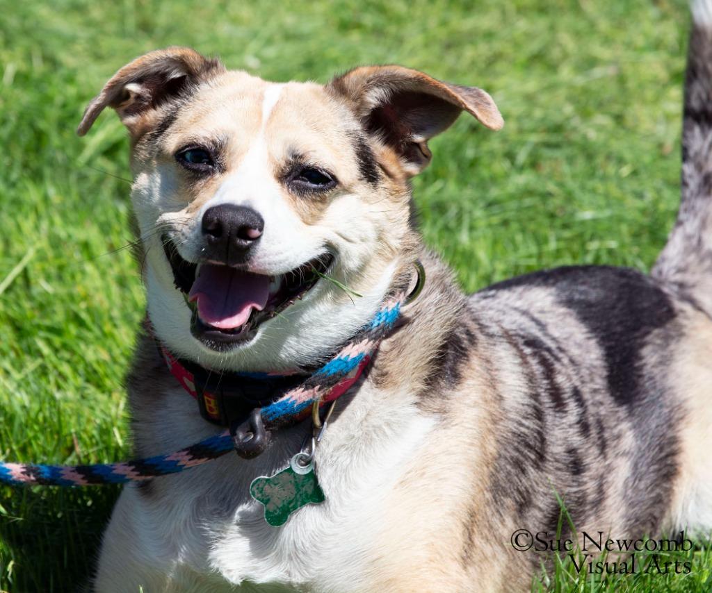 Enlarge Indie, a Adoptable mixed breed in Shorewood, IL image 1/6