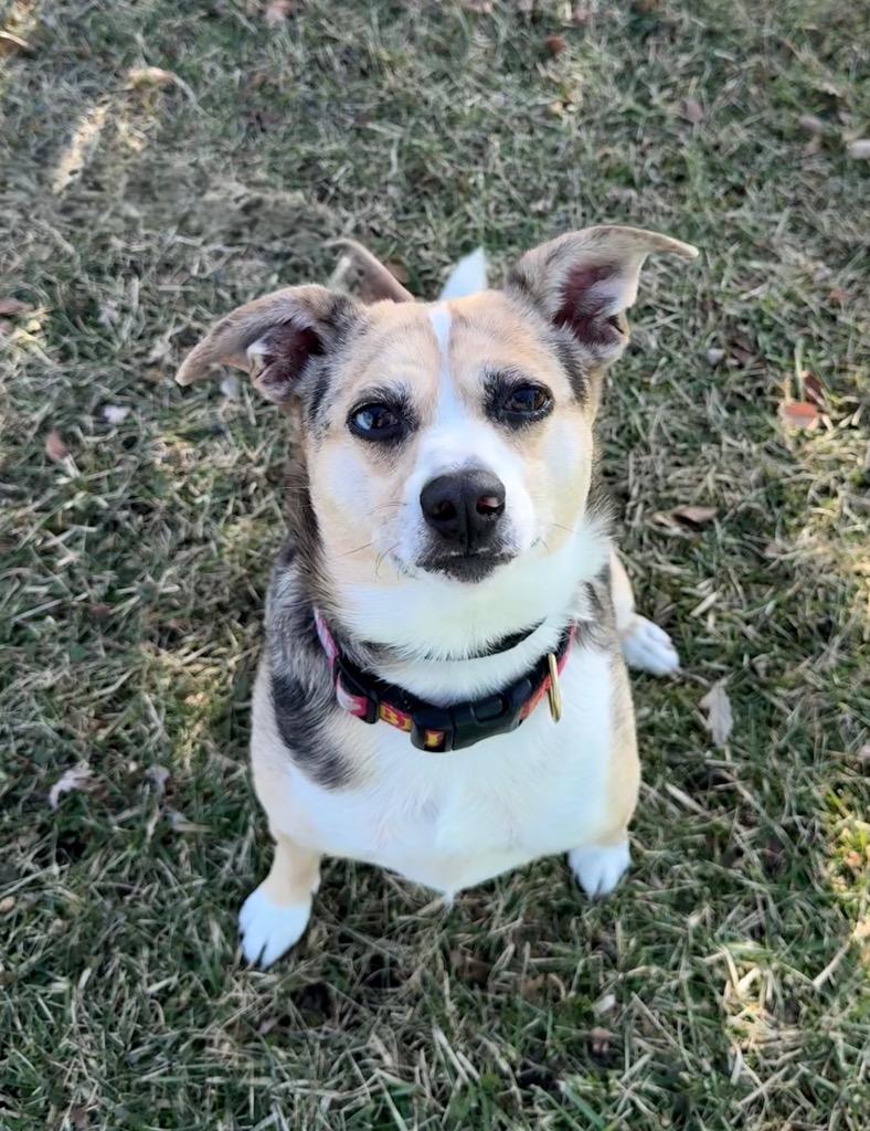 Enlarge Indie, a Adoptable mixed breed in Shorewood, IL image 6/6