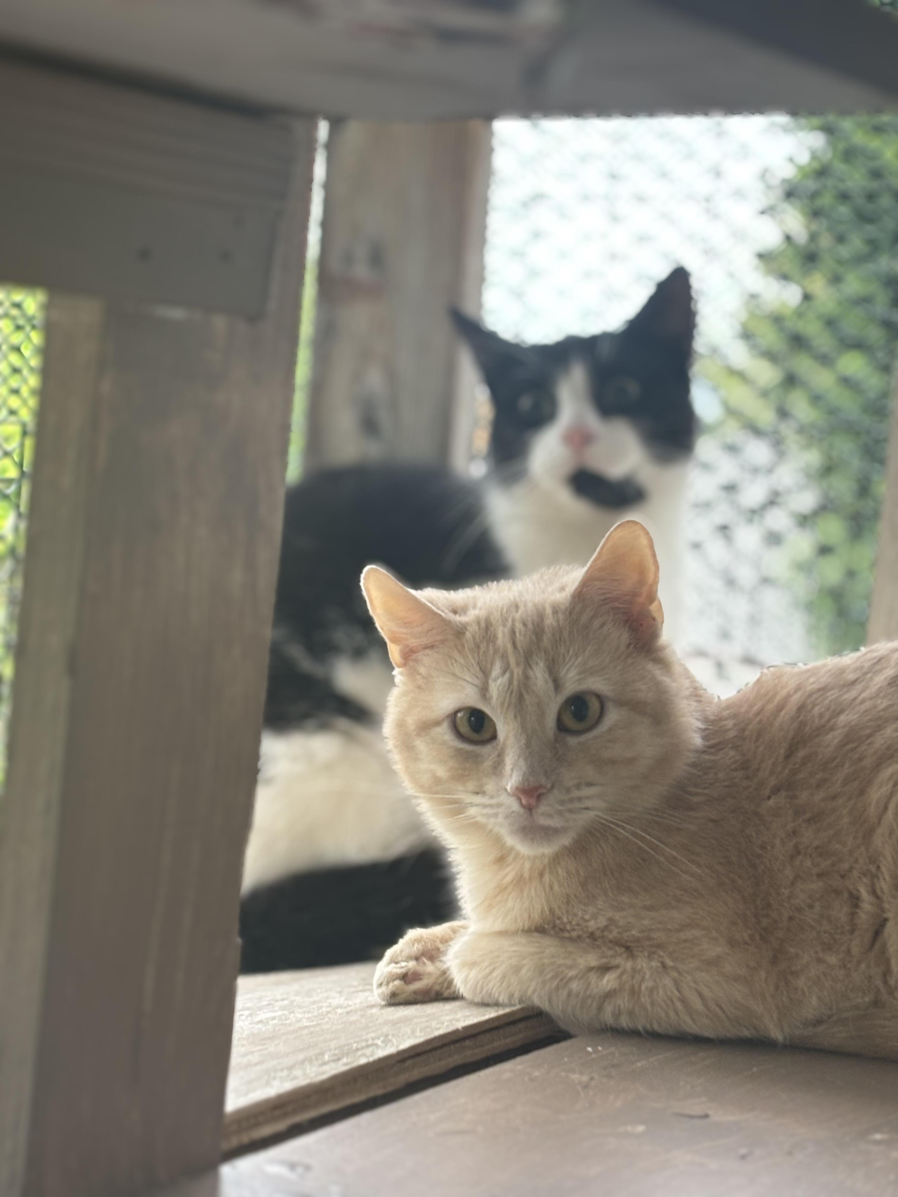 Enlarge SPARKY, a Adoptable Domestic Short Hair in Pittsburgh, PA image 3/3