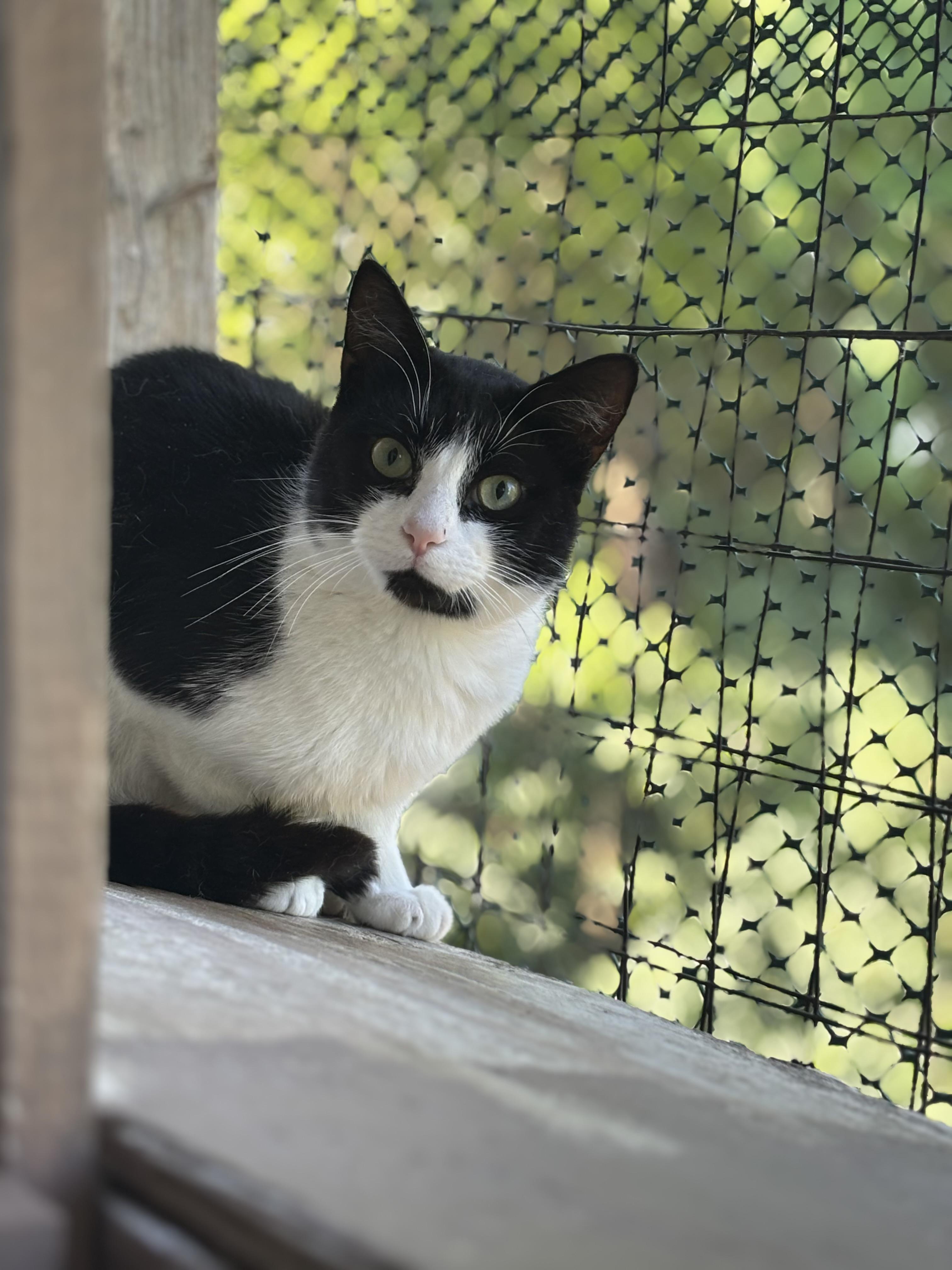 Enlarge SPARKY, a Adoptable Domestic Short Hair in Pittsburgh, PA image 1/3