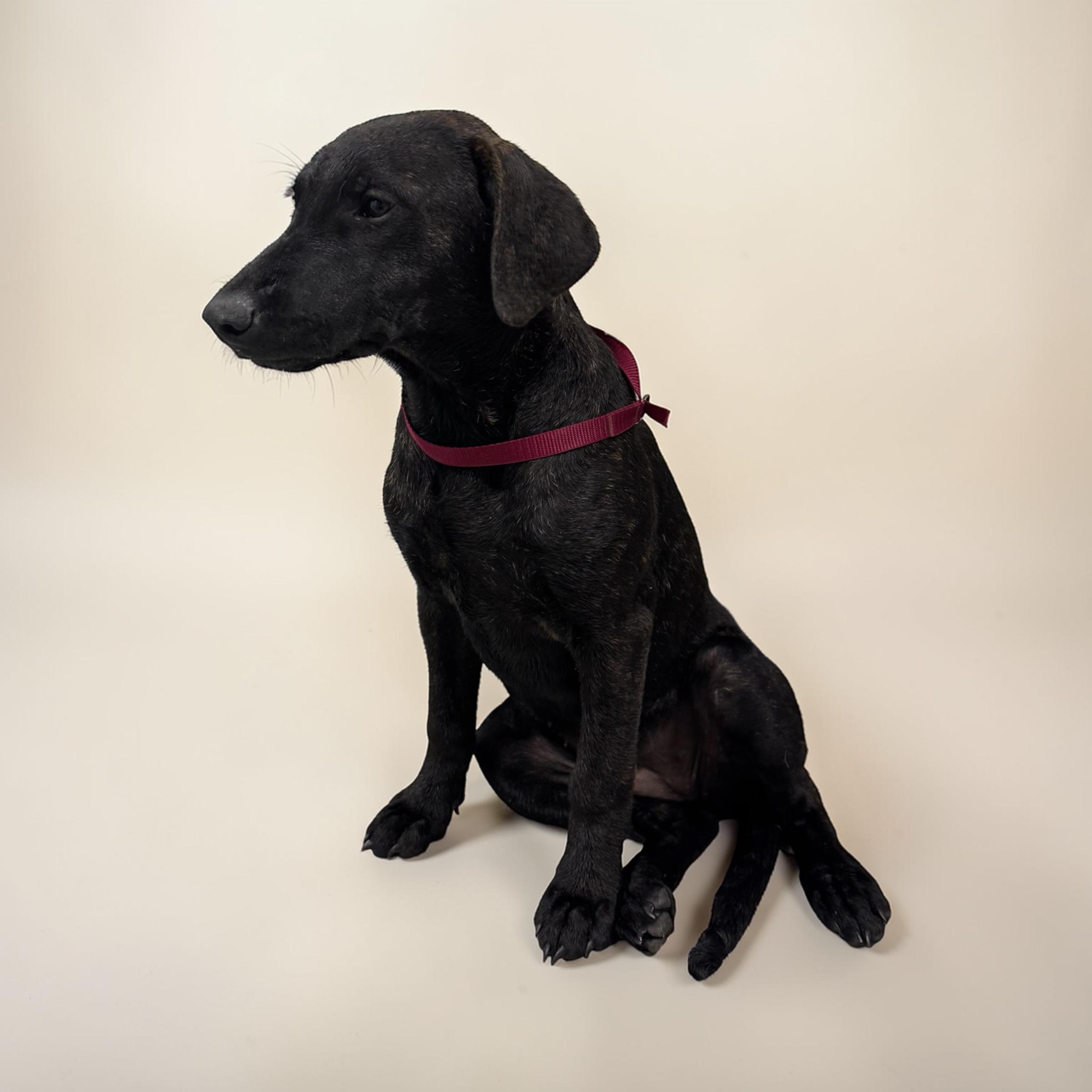 Enlarge Millie, an adoptable mixed breed in Williston, VT image 4/5