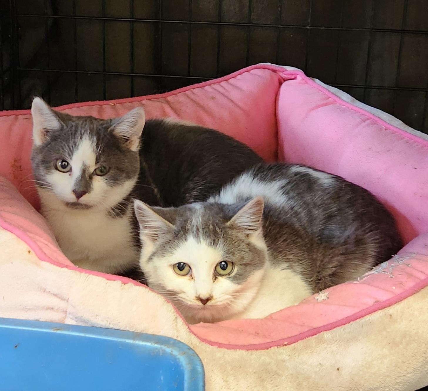 Enlarge Callum & Bryce, a ADOPTABLE Domestic Short Hair in Mansfield Center, CT image 2/4