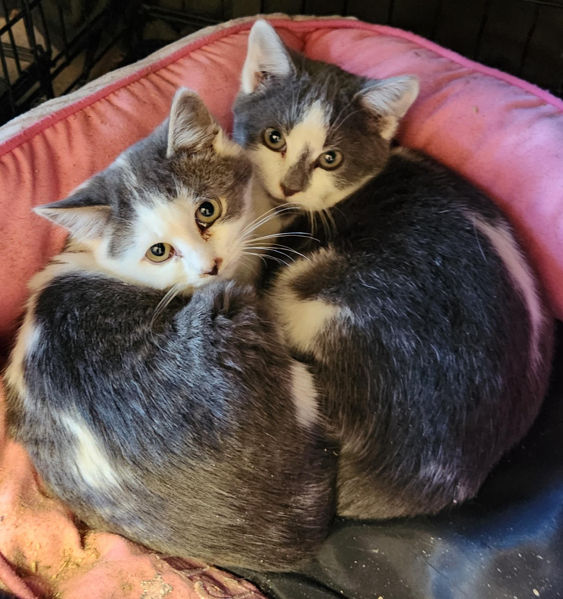 Enlarge Callum & Bryce, a ADOPTABLE Domestic Short Hair in Mansfield Center, CT image 3/4