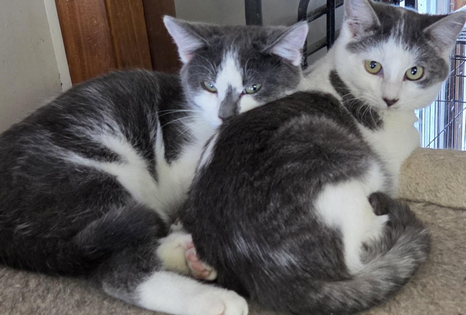 Callum & Bryce, ADOPTABLE, Kitten Male Domestic Short Hair.