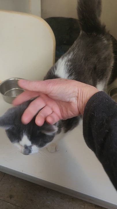 Enlarge Callum & Bryce, a ADOPTABLE Domestic Short Hair in Mansfield Center, CT video 4/4