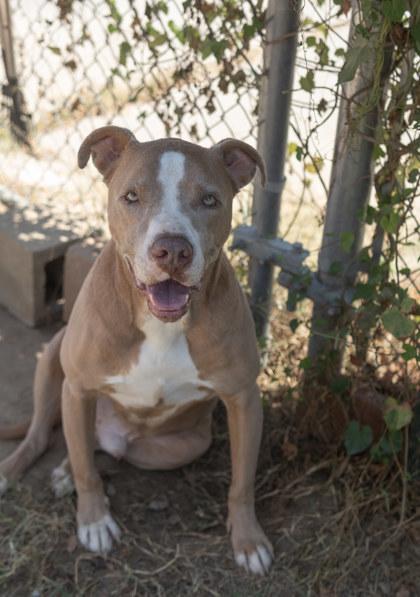 Drew, Adoptable, Adult Male American Staffordshire Terrier & Mixed Breed.