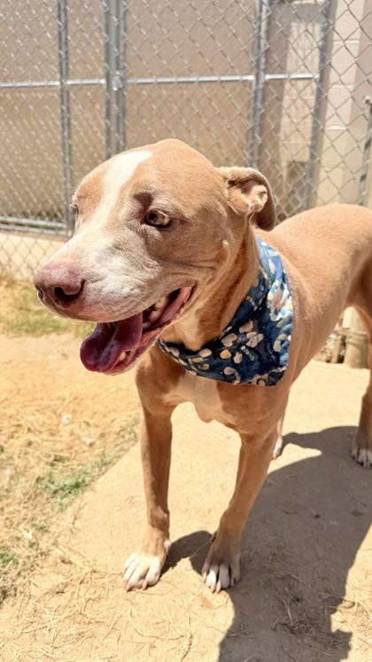 Drew, Adoptable, Adult Male American Staffordshire Terrier & Mixed Breed.